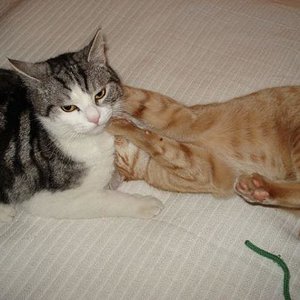 Ich bin sehr verspielt, Merlin nervt das manchmal ein bisschen.