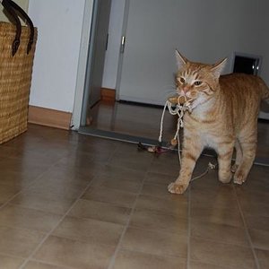 Ich apportiere immer meine Spielsachen...