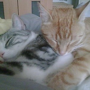 Ich mag Merlin echt gerne, er ist so schön kuschelig.