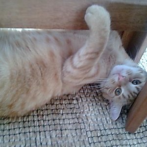 Uschi sagt immer, ich hätte den Teufel im Leib, das ist doch echt ne Unterstellung.