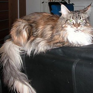 Lea thront auf der Couchlehne