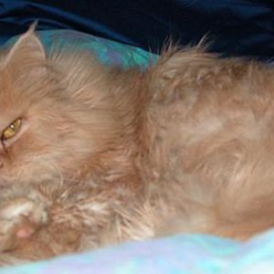 Sternenkater Neelix im Bett