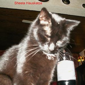 Sheela
Kleine schwarze Katzendame. Gefunden, Keiner wollte sie haben. Verträgt sich mit allen und belagert den ganzen Tag ihre Dosi