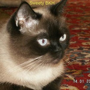 Sweety BKH
kleiner BKH-Kater gefunden. Keiner wollte ihn haben. Konnte nicht mehr richtig laufen, als wir ihn fanden. Ist sehr zurückhaltend. Sheela leckt ihm immer das Köpfchen und jagt ihn dann