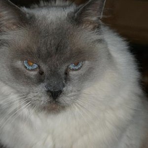 Sunny Portrait
Ragdoll bluepoint 14 Jahre alt unser Chef im Ring und ein Mensch. Er liebt es in der Sonne oder im Wasserbett zu liegen und möchte den ganzen Tag Leckerlis.