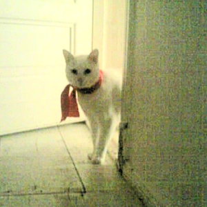 Die rote Schleife ist zwar medizinisch, kleidet aber ungemein.