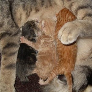 Hier sind sie alle noch bei Mama