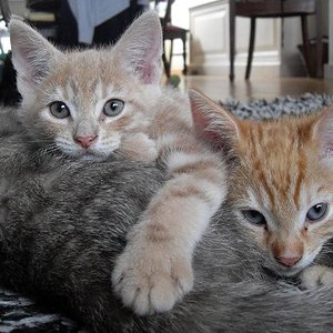 Mitsy und Borrel noch bei ihrer Mama