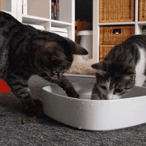 Leni und Tinka beim spielen mit der Wasserschüssel. Ich habe Tütenklips hineingetan. Das fanden die beiden total klasse. Am Ende war alles nass :-)