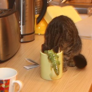 Zu tief in die Tasse geschaut