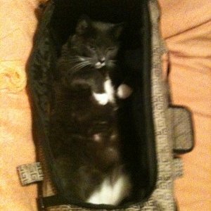 Philo in ihrer Tranporttasche, da schläft sie auch sehr gerne drin.