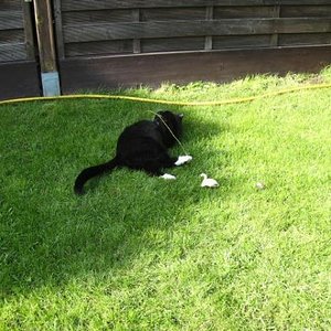 Monty ist unser vor 2 Monaten dazu gekommenener Kater. Ich habe ihn aus der Tierklinik. Er hat nur drei Beine und kommt damit super zurecht. Ich bin froh, dass er bei uns lebt.