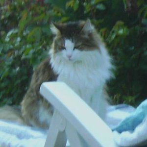 Das ist mein nierenkranker Fun. Ich habe ihn mit 14 Wochen aus Dänemark bekommen. Er ist ein sehr großer Norwegischer Waldkater und eine Seele von Katze. Ich habe ihn noch nie agressiv erlebt, er ruht in sich selbst und ist ein super toller Kater.