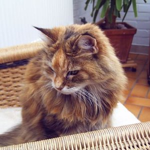 Das war meine Cassandra. Leider lebt sie nicht mehr seit 2 Jahren. Sie wurde 15 Jahre alt´. Sie kam als Einzelkind auf die Welt und wog 100 gramm. Von diesem ersten Tag ihres Lebens bis zu ihrem letzten Tag war sie meine Lieblingskatze, wir waren sehr eng verbunden und sie hatte immer absolutes Vertrauen, sogar ihre Kinder bekam sie nur, wenn ich daneben sass. Sie hatte Krebs an einer Zitze.