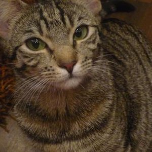 Das ist meine Nala ;)