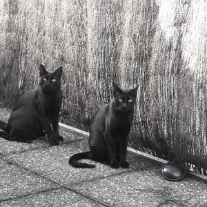 katers (der vordere ist bravo,der hintere puma)