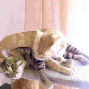 hoffentlich isse bald fertig mit der abschleckerei - weiber pfffft