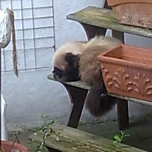 Tommy, mein langhaariges Monster in guten Zeiten