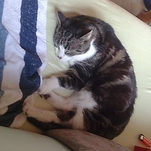 Stinker, der größte Schmuser, den die Welt gesehen hat