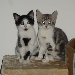 beide auf ihrem neuen Kratzbaum