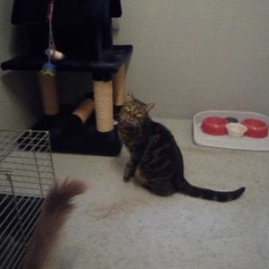 Gizmo der sich immer wie ein Kremling benimmt ca. 5 Jahre