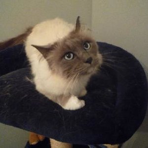 Paulchen 8 Jahre unser doofi zum kaputt lachen