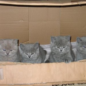 Die Rasselbande mit 6 Wochen