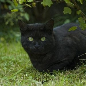 Tom - mein schöner Kater
