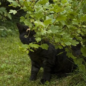 Tom im Stachelbeerstrauch