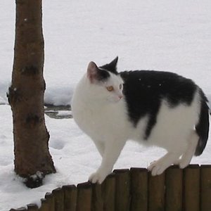 Eine Schneekatze beim Balancieren