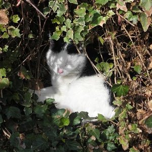 Lilly in Ihrer Schlaföhle in der Hecke