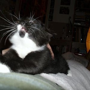 der schwarze Punkt am Kinn ist einfach goldig