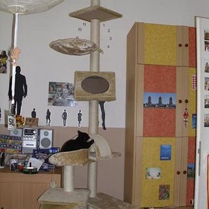 der Kratzbaum wird erkundet   (nach erweiterung und umbau nun 3 Meter hoch)