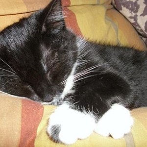 da ist der schwarze "Mittelfinger"  10 Wochen