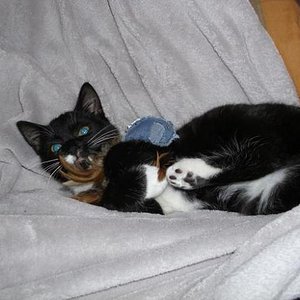 das Lieblingsspielzeug