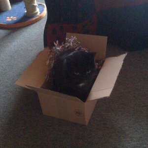 Severina beim Überprüfen des Kartons - 04.12.2010