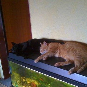 Gemeinsames schlafen - 2008