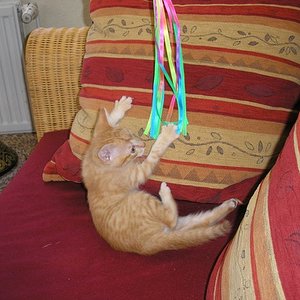 Bändchen jagen ist toll