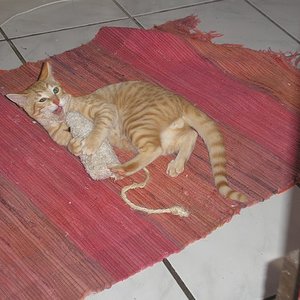 die bösen bösen plüschratten