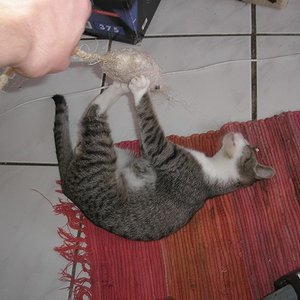 Plüüüüüscharatte!