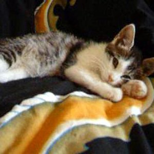 Juli 2005 - Morris mein erstes Katerle, hat leider nur kurz gelebt.