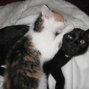 11. November 2008 Simba und Trinity