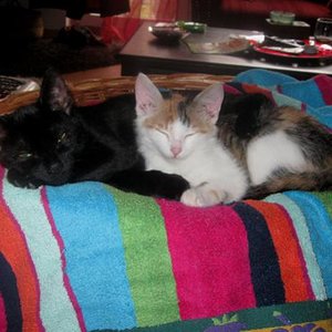 November 2008 Simba und Trinity