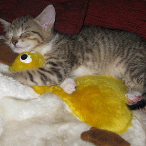 17. September 2009 - Tarantino (ca. 9 Wochen): eine Woche bei uns