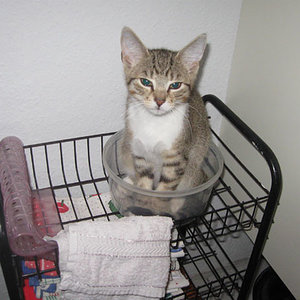 30. Oktober 2009: Tino (ca.14 Wochen ) auf seinem Lieblingsplatz in der Küche