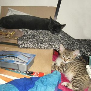 22. September 2009 - Tino und Simba: nicht gerade dicke Freunde :-(