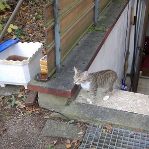 Dezember 2009 Tino (ca. 5 Monate)  - im neuen zuhause der allererste Freigang