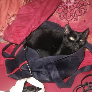 Januar 2010: Simba (1 1/2) - wieder alleine - liebt Taschen, Koffer u.ä.