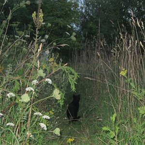 August 2010 - Simba (2) in ihrem Revier