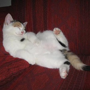 21. November 2010 - Minusch (ca 11 Wochen) ist da